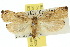  ( - 10ANIC-04205)  @11 [ ] CreativeCommons - Attribution (2010) CBG Photography Group Centre for Biodiversity Genomics