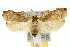  ( - 10ANIC-04206)  @15 [ ] CreativeCommons - Attribution (2010) CBG Photography Group Centre for Biodiversity Genomics