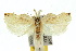  ( - 10ANIC-04209)  @15 [ ] CreativeCommons - Attribution (2010) CBG Photography Group Centre for Biodiversity Genomics