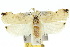  (Tonica - 10ANIC-04210)  @15 [ ] CreativeCommons - Attribution (2010) CBG Photography Group Centre for Biodiversity Genomics