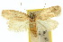 (Lepidozancla - 10ANIC-04212)  @15 [ ] CreativeCommons - Attribution (2010) CBG Photography Group Centre for Biodiversity Genomics