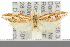  (Octasphales sp. ANIC6 - 10ANIC-04214)  @13 [ ] CreativeCommons - Attribution (2010) CBG Photography Group Centre for Biodiversity Genomics