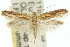  (Eutorna tricasis - 10ANIC-04216)  @15 [ ] CreativeCommons - Attribution (2010) CBG Photography Group Centre for Biodiversity Genomics