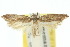  (Eutorna plumbeola - 10ANIC-04219)  @11 [ ] CreativeCommons - Attribution (2010) CBG Photography Group Centre for Biodiversity Genomics
