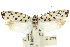  ( - 10ANIC-04253)  @12 [ ] CreativeCommons - Attribution (2010) CBG Photography Group Centre for Biodiversity Genomics