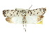  ( - 10ANIC-04256)  @14 [ ] CreativeCommons - Attribution (2010) CBG Photography Group Centre for Biodiversity Genomics