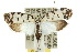  (Ethmia postica - 10ANIC-04262)  @14 [ ] CreativeCommons - Attribution (2010) CBG Photography Group Centre for Biodiversity Genomics