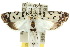  ( - 10ANIC-04267)  @13 [ ] CreativeCommons - Attribution (2010) CBG Photography Group Centre for Biodiversity Genomics