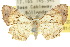  ( - 10ANIC-04278)  @11 [ ] CreativeCommons - Attribution (2010) CBG Photography Group Centre for Biodiversity Genomics