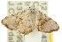  (Epiplema stereogramma - 10ANIC-04282)  @13 [ ] CreativeCommons - Attribution (2010) CBG Photography Group Centre for Biodiversity Genomics