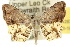  ( - 10ANIC-04287)  @11 [ ] CreativeCommons - Attribution (2010) CBG Photography Group Centre for Biodiversity Genomics