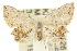  ( - 10ANIC-04290)  @15 [ ] CreativeCommons - Attribution (2010) CBG Photography Group Centre for Biodiversity Genomics