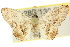  ( - 10ANIC-04301)  @11 [ ] CreativeCommons - Attribution (2010) CBG Photography Group Centre for Biodiversity Genomics
