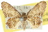 ( - 10ANIC-04303)  @11 [ ] CreativeCommons - Attribution (2010) CBG Photography Group Centre for Biodiversity Genomics