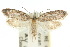  (Hyperxena - 10ANIC-04344)  @15 [ ] CreativeCommons - Attribution (2010) CBG Photography Group Centre for Biodiversity Genomics