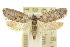 (Homadaula myriospila - 10ANIC-04359)  @11 [ ] CreativeCommons - Attribution (2010) CBG Photography Group Centre for Biodiversity Genomics