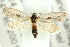  ( - 10ANIC-04360)  @13 [ ] CreativeCommons - Attribution (2010) CBG Photography Group Centre for Biodiversity Genomics