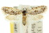  ( - 10ANIC-04361)  @14 [ ] CreativeCommons - Attribution (2010) CBG Photography Group Centre for Biodiversity Genomics