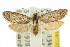  (Homadaula poliodes - 10ANIC-04364)  @13 [ ] CreativeCommons - Attribution (2010) CBG Photography Group Centre for Biodiversity Genomics