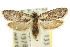  (Homadaula coscinopa - 10ANIC-04365)  @14 [ ] CreativeCommons - Attribution (2010) CBG Photography Group Centre for Biodiversity Genomics