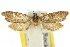  ( - 10ANIC-04366)  @11 [ ] CreativeCommons - Attribution (2010) CBG Photography Group Centre for Biodiversity Genomics