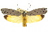  ( - 10ANIC-04372)  @11 [ ] CreativeCommons - Attribution (2010) CBG Photography Group Centre for Biodiversity Genomics
