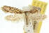  (Eucryptogona trichobathra - 10ANIC-04412)  @11 [ ] CreativeCommons - Attribution (2010) CBG Photography Group Centre for Biodiversity Genomics