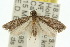  (Eucryptogona - 10ANIC-04413)  @14 [ ] CreativeCommons - Attribution (2010) CBG Photography Group Centre for Biodiversity Genomics