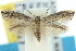  (Elachista gladiograpta - 10ANIC-04466)  @13 [ ] CreativeCommons - Attribution (2010) CBG Photography Group Centre for Biodiversity Genomics