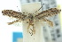  ( - 10ANIC-04468)  @13 [ ] CreativeCommons - Attribution (2010) CBG Photography Group Centre for Biodiversity Genomics