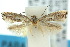  ( - 10ANIC-04475)  @13 [ ] CreativeCommons - Attribution (2010) CBG Photography Group Centre for Biodiversity Genomics