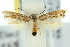  ( - 10ANIC-04478)  @13 [ ] CreativeCommons - Attribution (2010) CBG Photography Group Centre for Biodiversity Genomics
