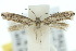 ( - 10ANIC-04488)  @13 [ ] CreativeCommons - Attribution (2010) CBG Photography Group Centre for Biodiversity Genomics