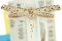  ( - 10ANIC-04492)  @12 [ ] CreativeCommons - Attribution (2010) CBG Photography Group Centre for Biodiversity Genomics