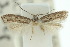 ( - 10ANIC-04494)  @12 [ ] CreativeCommons - Attribution (2010) CBG Photography Group Centre for Biodiversity Genomics