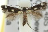  ( - 10ANIC-04503)  @14 [ ] CreativeCommons - Attribution (2010) CBG Photography Group Centre for Biodiversity Genomics