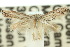  (Elachista chloropepla - 10ANIC-04506)  @11 [ ] CreativeCommons - Attribution (2010) CBG Photography Group Centre for Biodiversity Genomics