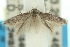  ( - 10ANIC-04509)  @11 [ ] CreativeCommons - Attribution (2010) CBG Photography Group Centre for Biodiversity Genomics