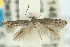  (Elachista ligula - 10ANIC-04510)  @13 [ ] CreativeCommons - Attribution (2010) CBG Photography Group Centre for Biodiversity Genomics