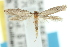  (Elachista toryna - 10ANIC-04511)  @14 [ ] CreativeCommons - Attribution (2010) CBG Photography Group Centre for Biodiversity Genomics
