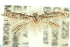  ( - 10ANIC-04514)  @11 [ ] CreativeCommons - Attribution (2010) CBG Photography Group Centre for Biodiversity Genomics