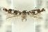  ( - 10ANIC-04519)  @12 [ ] CreativeCommons - Attribution (2010) CBG Photography Group Centre for Biodiversity Genomics