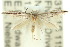  ( - 10ANIC-04530)  @14 [ ] CreativeCommons - Attribution (2010) CBG Photography Group Centre for Biodiversity Genomics