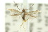  ( - 10ANIC-04546)  @11 [ ] CreativeCommons - Attribution (2010) CBG Photography Group Centre for Biodiversity Genomics