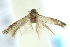  ( - 10ANIC-04557)  @12 [ ] CreativeCommons - Attribution (2010) CBG Photography Group Centre for Biodiversity Genomics