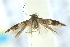  ( - 10ANIC-04558)  @11 [ ] CreativeCommons - Attribution (2010) CBG Photography Group Centre for Biodiversity Genomics