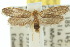  ( - 10ANIC-04648)  @15 [ ] CreativeCommons - Attribution (2010) CBG Photography Group Centre for Biodiversity Genomics