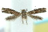  (Elachista delira - 10ANIC-04656)  @13 [ ] CreativeCommons - Attribution (2010) CBG Photography Group Centre for Biodiversity Genomics
