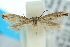  ( - 10ANIC-04659)  @13 [ ] CreativeCommons - Attribution (2010) CBG Photography Group Centre for Biodiversity Genomics