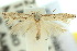  ( - 10ANIC-04668)  @11 [ ] CreativeCommons - Attribution (2010) CBG Photography Group Centre for Biodiversity Genomics